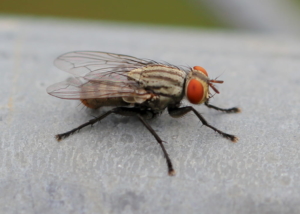 House Fly