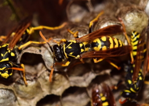 Wasps